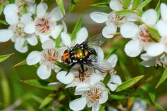 Amenia chrysame