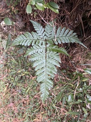 Dryopteris formosana