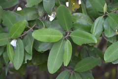 Conocarpus erectus
