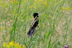 Euplectes progne