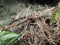 Dryopteris formosana