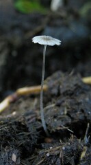 Setulosi