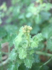 Pleurocoronis laphamioides