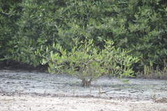 Laguncularia racemosa