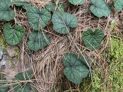 Rubus pectinellus