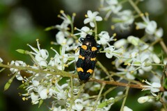 Castiarina rectifasciata
