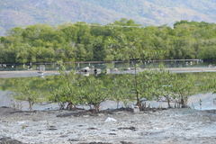 Laguncularia racemosa