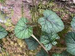 Rubus pectinellus