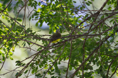 Myiozetetes granadensis