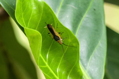 Balta bicolor