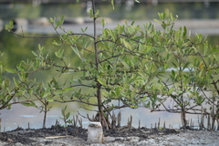 Laguncularia racemosa