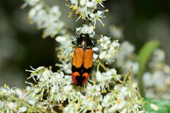 Castiarina brutella