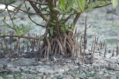 Laguncularia racemosa