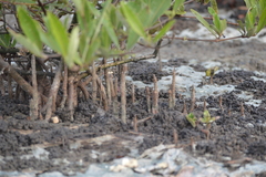 Laguncularia racemosa