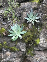 Dudleya abramsii setchellii