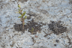 Laguncularia racemosa