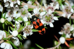 Castiarina delectabilis