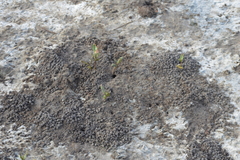 Laguncularia racemosa