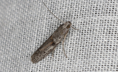 Cryptoblabes hemigypsa