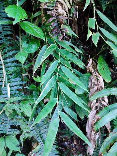 Rhipidocladum bartlettii
