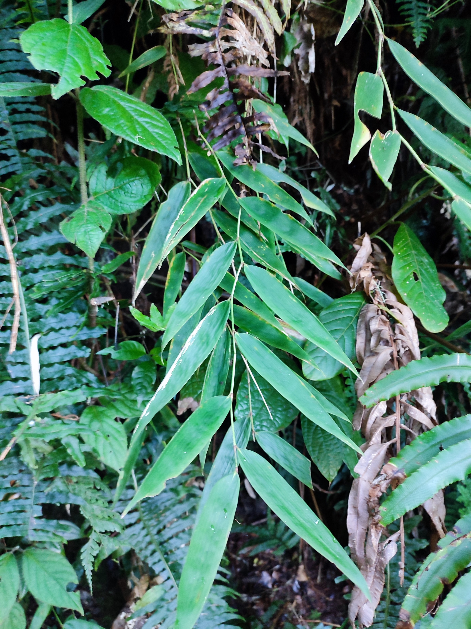 Rhipidocladum bartlettii