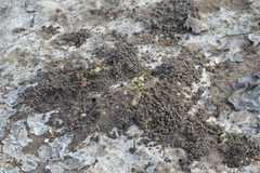 Laguncularia racemosa