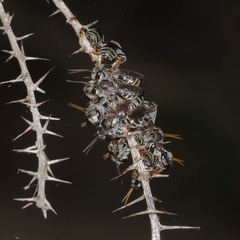 Lipotriches australica