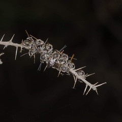 Lipotriches australica