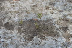 Laguncularia racemosa