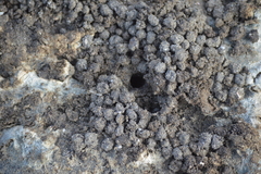 Laguncularia racemosa