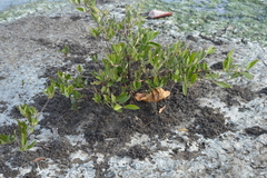 Laguncularia racemosa
