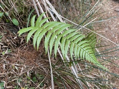 Dryopteris lepidopoda