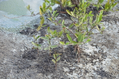 Laguncularia racemosa