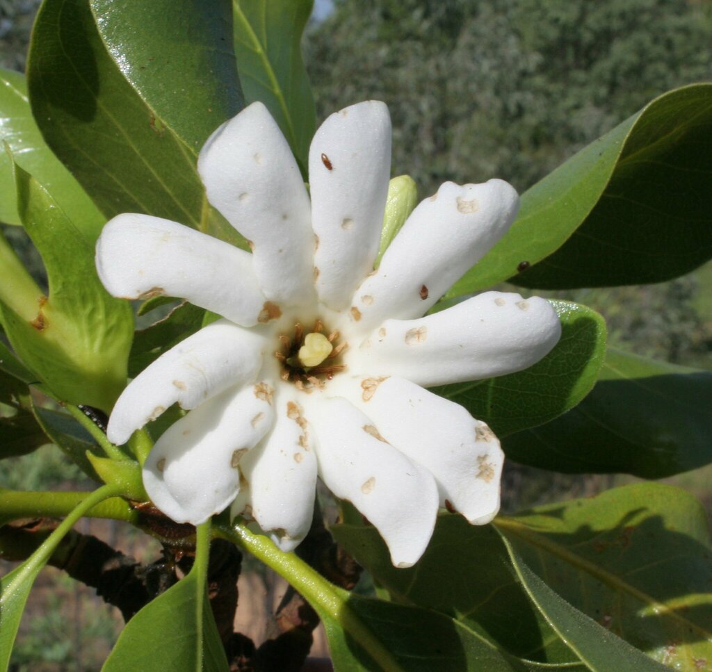 Gardenia dacryoides