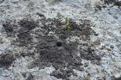 Laguncularia racemosa