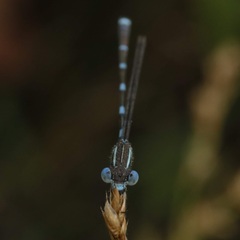 Austrolestes leda
