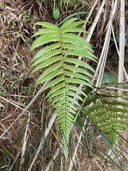 Dryopteris lepidopoda