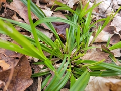 Carex blanda