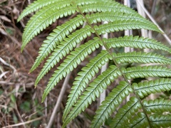 Dryopteris lepidopoda