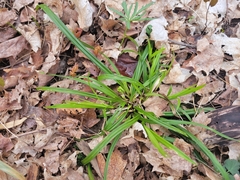 Carex blanda