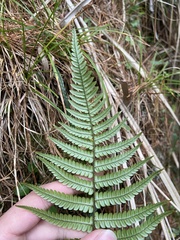 Dryopteris lepidopoda
