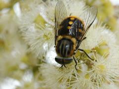 Scaptia auriflua