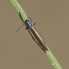 Eurispa vittata