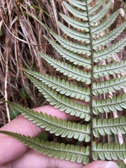 Dryopteris lepidopoda
