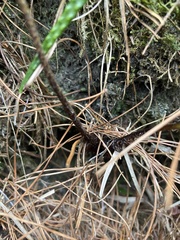 Dryopteris lepidopoda