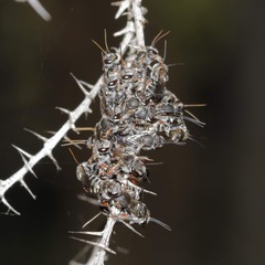 Lipotriches australica