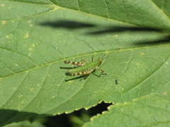 Gomphomastax clavata