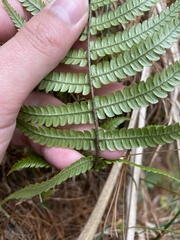 Dryopteris lepidopoda