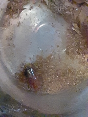 Shelfordella lateralis