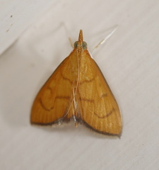 Anania perflavalis